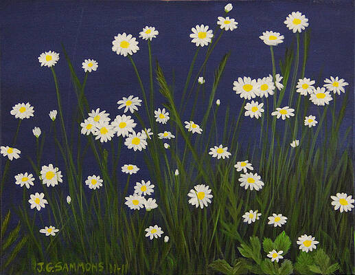 Daisy Field by Janet Greer Sammons Daisy Field by Janet Greer Sammons