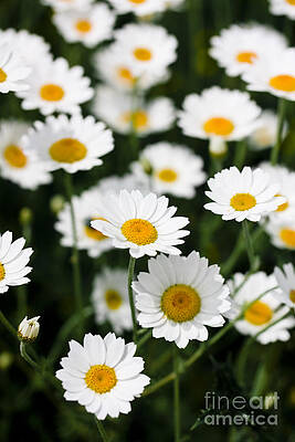 Wall Art - Photograph - Daisies in a field by Simon Bratt