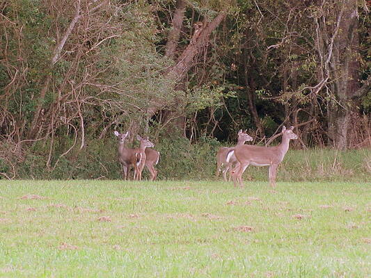 Deer Meadow l by Patrick Mills Deer Meadow l by Patrick Mills