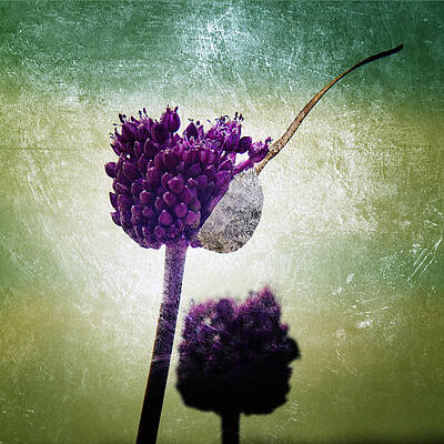 Wall Art - Photograph - Delicate by Stelios Kleanthous