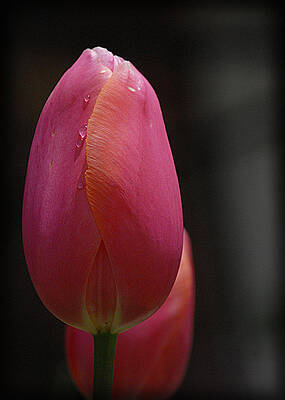Dew Drop I by Stevie Bre