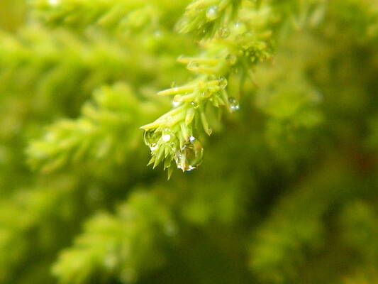 Dew Drops by Srikanth Joshi