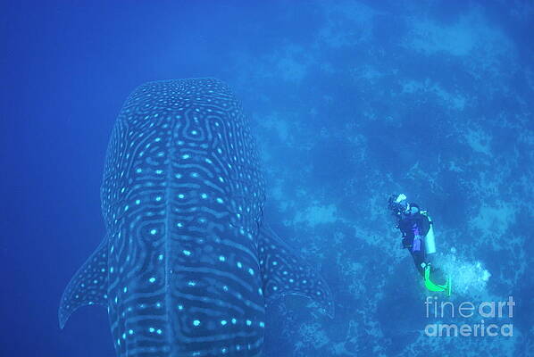Wall Art - Photograph - Diver filmming a whale shark by Sami Sarkis Photography