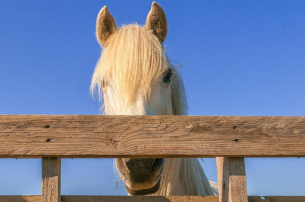 Do you feel horsy by Philippe Taka Do you feel horsy by Philippe Taka