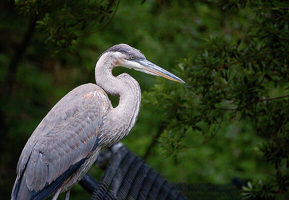 Wall Art - Photograph - Don't Fence Me In - Blue Heron by Donna Proctor