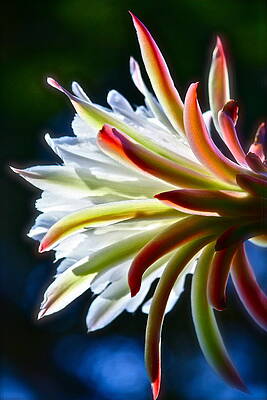 Doris' Cactus Three by Diana Hatcher Doris' Cactus Three by Diana Hatcher