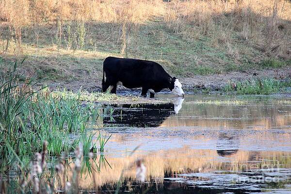 Wall Art - Photograph - Double Cows by Yumi Johnson