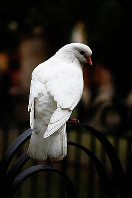 Wall Art - Photograph - Dove in Repose by Lorraine Devon Wilke
