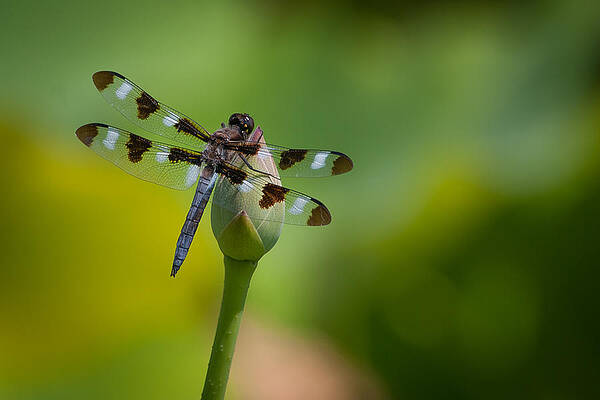 Wall Art - Photograph - Dragonfly 2 by Joye Ardyn Durham