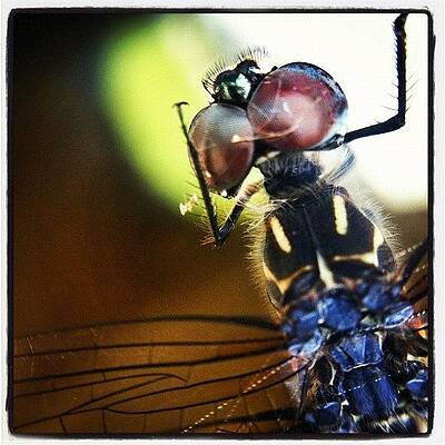Wall Art - Photograph - Dragonfly In Web by Dave Edens