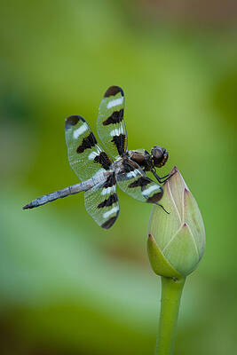Wall Art - Photograph - Dragonfly by Joye Ardyn Durham