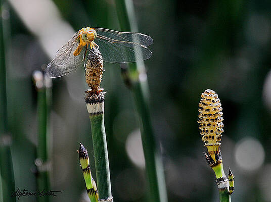 Dragonfly on Jointgrass by Stephanie Salter Dragonfly on Jointgrass by Stephanie Salter