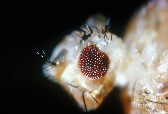 Wall Art - Photograph - Drosophila, Eyeless Mutation by Science Source