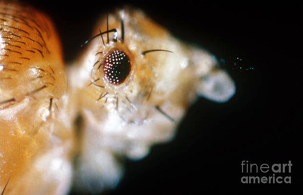 Wall Art -  - Drosophila, Lobe Mutation by Science Source