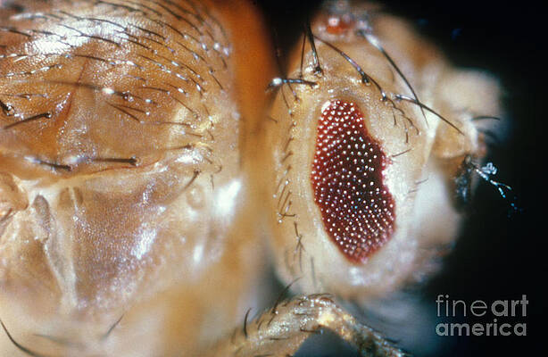 Wall Art - Photograph - Drosophila Mutant With Bar Eyes by Science Source