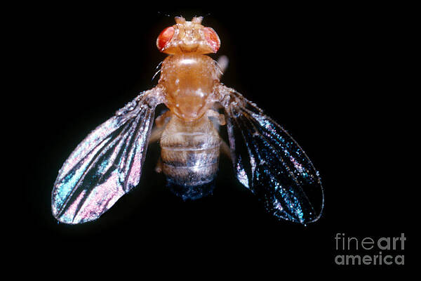 Wall Art - Photograph - Drosophila With Dichaete Wings by Science Source