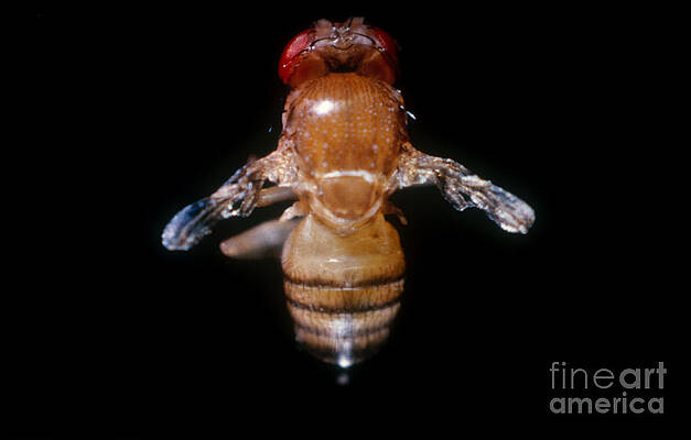 Wall Art - Photograph - Drosophila With Vestigial Wings by Science Source