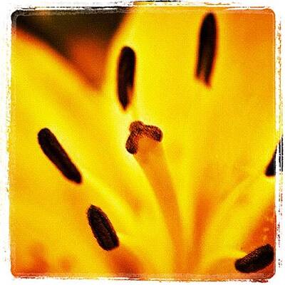 Wall Art - Photograph - Dslr Macro Manipulation 1 by Dave Edens