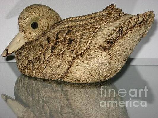 Duck with tail up by John  Lang