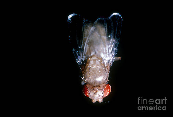 Wall Art - Photograph - Dumpy Winged Drosophila by Science Source