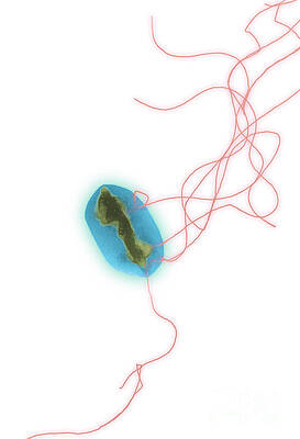 Wall Art - Photograph - E. Coli by Science Source