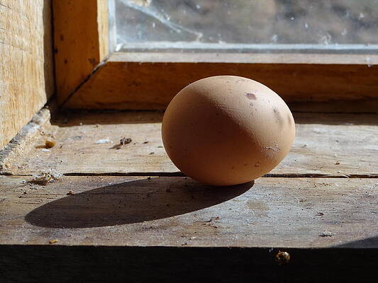 Egg on a Window Ledge by Carol Berning Egg on a Window Ledge by Carol Berning