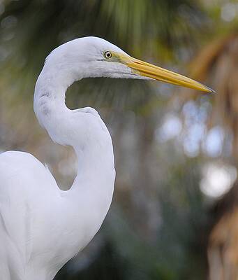 Egret 2 by Kirk Stanley Egret 2 by Kirk Stanley