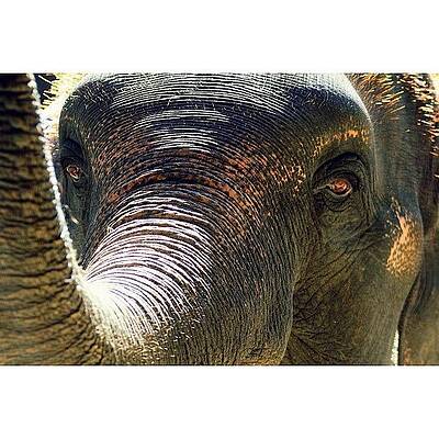 Wall Art - Photograph - Elephant Eye..#travel #thailand by A Rey