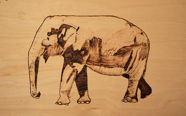 Elephant Pyrograph by Jeremy Cardenas