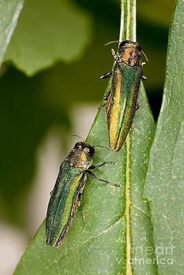 Wall Art - Photograph - Emerald Ash Borer by Science Source