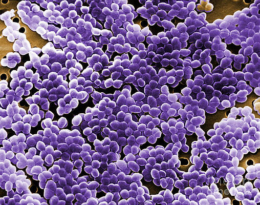 Wall Art - Photograph - Enterococcus Sp. Bacteria, Sem by Science Source