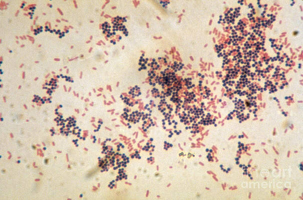 Wall Art - Photograph - Escherichia Coli And Staphylococcus by ASM/Science Source