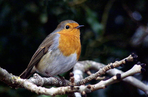 European Robin by John Biggadike