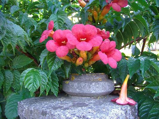 exotic flower 1 by Michael Puya exotic flower 1 by Michael Puya