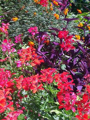Exotic Flowers A by Michael Puya Exotic Flowers A by Michael Puya