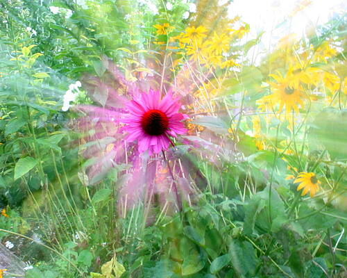 Explosion of Color by John G Schickler