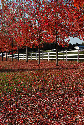 Fall Oak Reds by Jan Piet Fall Oak Reds by Jan Piet