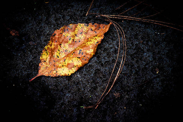 Fallen by Guy Hoffman Fallen by Guy Hoffman