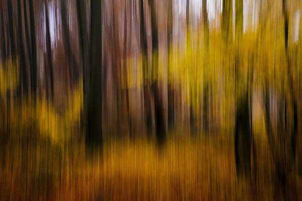 Wall Art - Photograph - Falling Yellow by Andy Bitterer