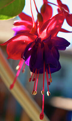Fancy Fuchsia by ShaddowCat Arts - Sherry Fancy Fuchsia by ShaddowCat Arts - Sherry