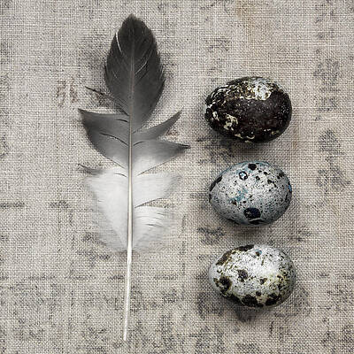 Wall Art - Photograph - Feather and Three Eggs by Carol Leigh