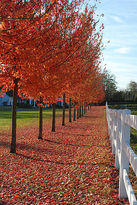 Fence Line Fall by Jan Piet Fence Line Fall by Jan Piet