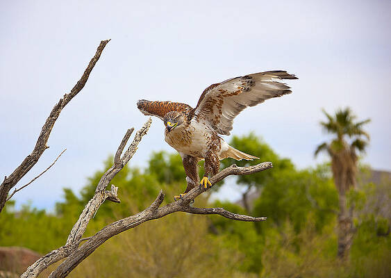 Ferriginous Hawk by Dan Nelson Ferriginous Hawk by Dan Nelson