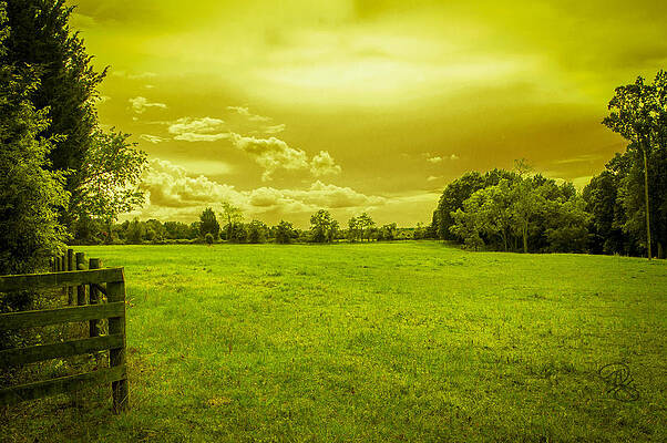 field of endless Dreams by Michael Sigmon