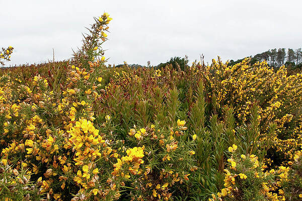 Wall Art - Photograph - Fields of Gold by Lorraine Devon Wilke