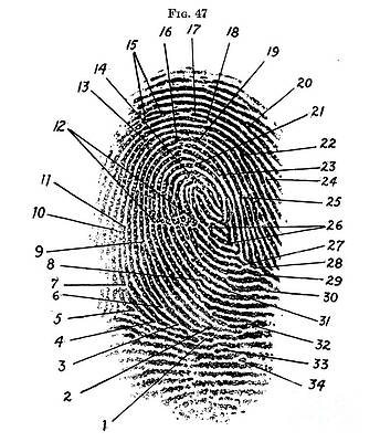 Wall Art - Photograph - Fingerprint Diagram, 1940 by Science Source