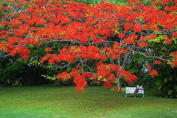 Flamboyant Tree- St Lucia by Chester Williams Flamboyant Tree- St Lucia by Chester Williams
