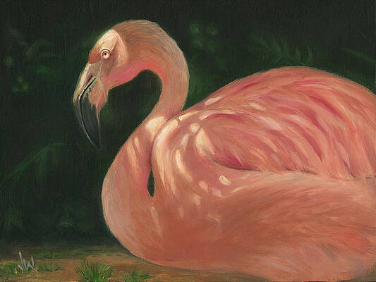 Flamingo in Dappled Light by Joe Winkler Flamingo in Dappled Light by Joe Winkler