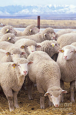 Wall Art - Photograph - Flock Of Sheep by Science Source
