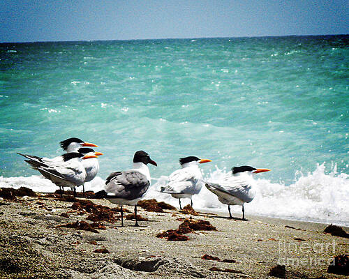 Flock of Terns - Vanilla Pop by Chris Andruskiewicz Flock of Terns - Vanilla Pop by Chris Andruskiewicz